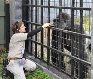 Zookeeper Gives Her Opinion On The Shooting Of Harambe The Gorilla
