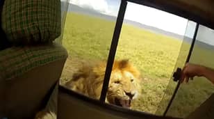Tourist Who Opened Window To Pet Lion Instantly Regrets It