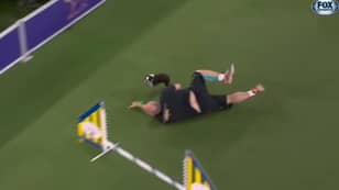 Owner Almost Crushes His Dog After Tripping During Westminster Dog Show Agility Course 