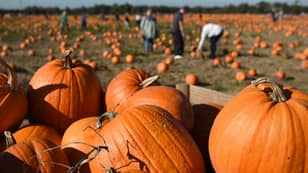 ​The UK Will Bin 8 Million Pumpkins This Halloween, According To Research