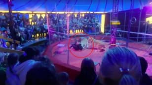 Circus Trainer Mauled By Lion In Front Of Children And Parents
