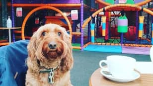 UK Soft Play Centre Opens Its Doors To Dogs