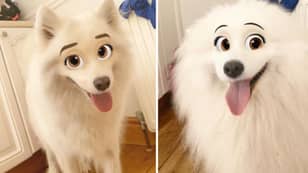 ​New Snapchat Filter Makes Your Dog Look Like A Disney Character