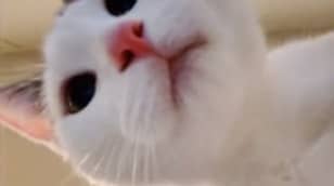 Cute Cat Takes Dozens Of Selfies On Owner's iPad 