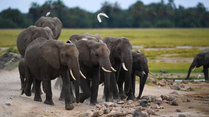One Of Africa's Largest Reserves Marks One Year Without Any Elephants Being Poached