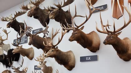 UK To Introduce Ban On Importing Hunting Trophies