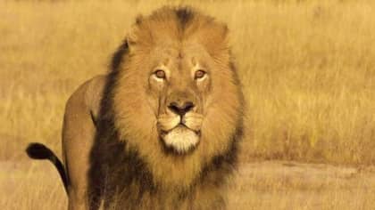 Outrage Sparked After Poacher Kills 'Mighty' Lion With A Bow And Arrow