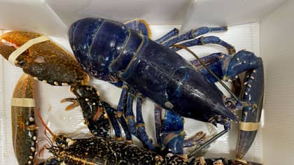 Chef Slammed By Vegans Despite Saving 'Ultra Rare' Blue Lobster