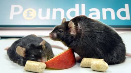 £40,000 Fine For Poundland Because Of Mouse Poo In Liverpool Shop.. 'EEK'