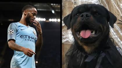 Raheem Sterling Has Bought A £15,000 Dog To Protect His House