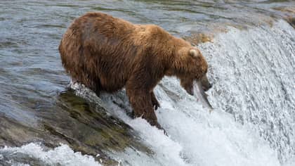 Wildlife Centre Will Name A Salmon After Your Ex, Then Feed It To Bears