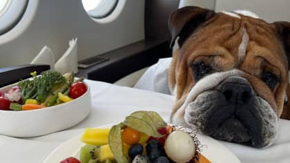 Lewis Hamilton Criticised After Post About Dog's Vegan Diet From Onboard Plane