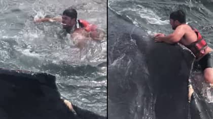Video Shows Fisherman Rescuing Humpback Whale Trapped In Fishing Nets