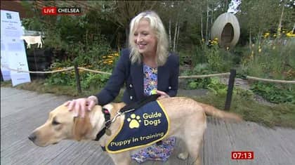 BBC Breakfast's Carol Kirkwood Dragged To The Ground By Guide Dog