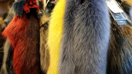 Ministers Considering Banning Import Of Animal Fur To UK After Brexit 