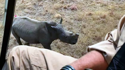 Rhinos Dehorned By Conservationists In South Africa To Protect Them From Poachers