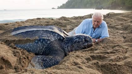 ​'Blue Planet 2' Delivers Powerful Message In Series Finale