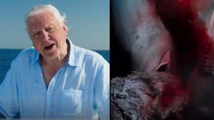 Blue Planet 2 Compared To Horror Movie In Another Breathtaking Episode