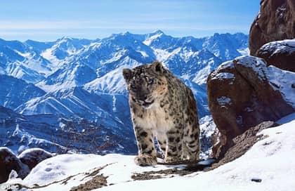 Holy Moley: That Scene On ‘Planet Earth 2’ With The Snow Leopards Was Insane