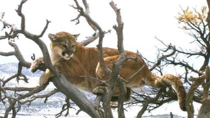 Man Who Choked Mountain Lion To Death 'Did What He Had To Do' After 'Survival Instinct' Kicked In 