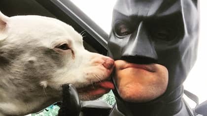 Man Dresses As Batman To Save Shelter Animals From Euthanasia