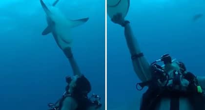 This Lad Can Completely Immobilise Massive Sharks With Simple Trick