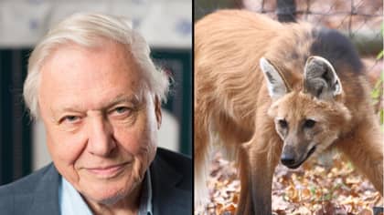 Sir David Attenborough Is Nails As He Reveals How He Wrestled A Wolf
