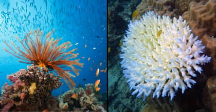 Great Barrier Reef Authority Confirms Unprecedented Sixth Mass Coral Bleaching Event