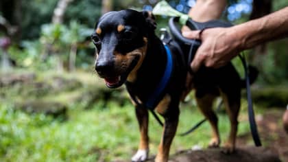 Dog Owners Who Use A Harness With No ID Tag Could Be Hit With Hefty Fine
