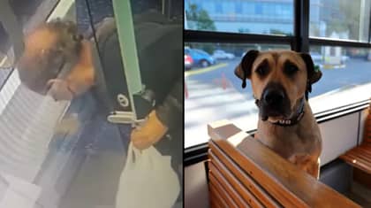 Man Tries To Frame Dog By Placing Poo On Tram Seat