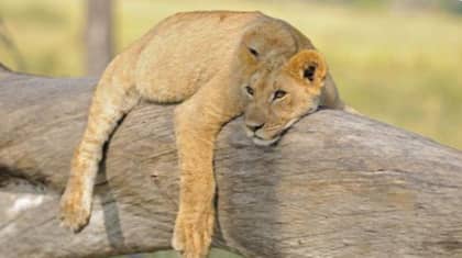 Dynasties Film Crew Unsuccessfully Try To Save Poisoned Lion As Lioness Abandons Her Cub