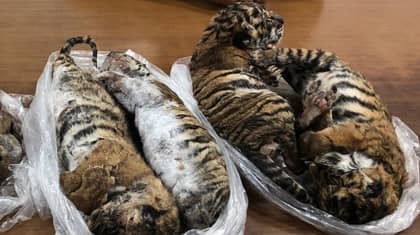 Smuggled Tiger Cubs Found Dead In Back Of Car In Vietnam