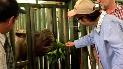 ​Malaysia’s Last Sumatran Rhino Dies