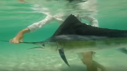 Fisherman Has Extremely Rare Encounter With Sailfish