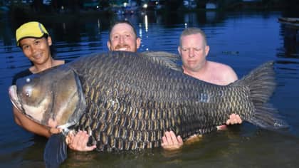 Brit Catches 'World's Biggest Carp' In Thailand Weighing A Whopping 232lbs