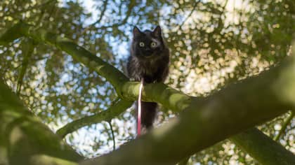 Australian Council Considers Banning Cats Outside Unless They’re On Leads 