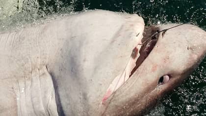 Woman Reels In Huge 15ft Shark Weighing 1,200lb In Ireland