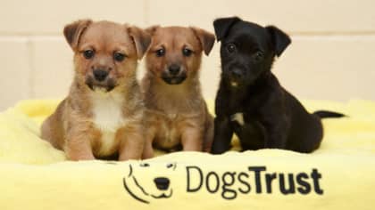 Dogs Trust Ireland launch petition against illegal sale of dogs