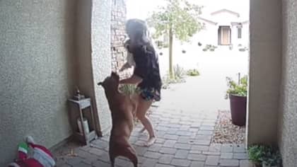 Amazon Driver Puts Herself In Front Of Rampaging Pit Bull To Save Customer's Daughter