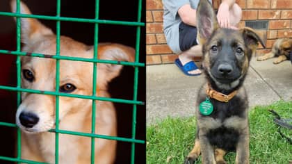 There's Been A Huge Uptick In People Surrendering ‘Pandemic Puppies’ To Aussie Shelters