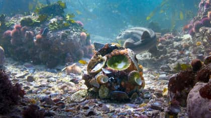 ​'Blue Planet II' Catches Octopus Making Armour From Shells For The First Time Ever