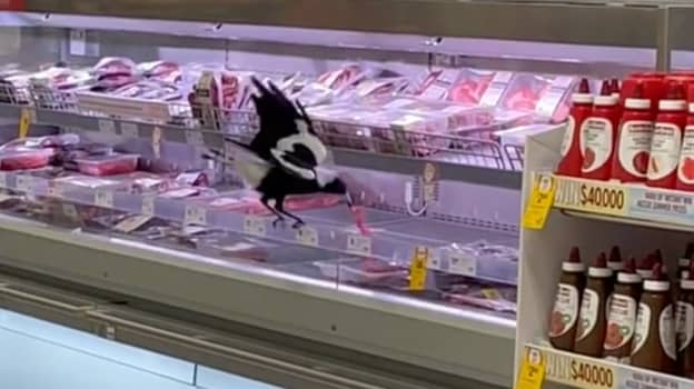 ​Magpie Swoops On Raw Steaks In Coles, Doesn’t Pay 