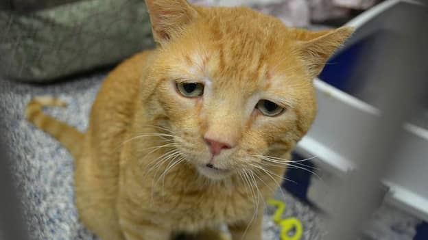 Nutmeg 'The World's Saddest Cat' Given Loving New Home