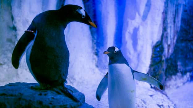 Video Clip Of Penguin Couple 'Holding Hands' Goes Viral