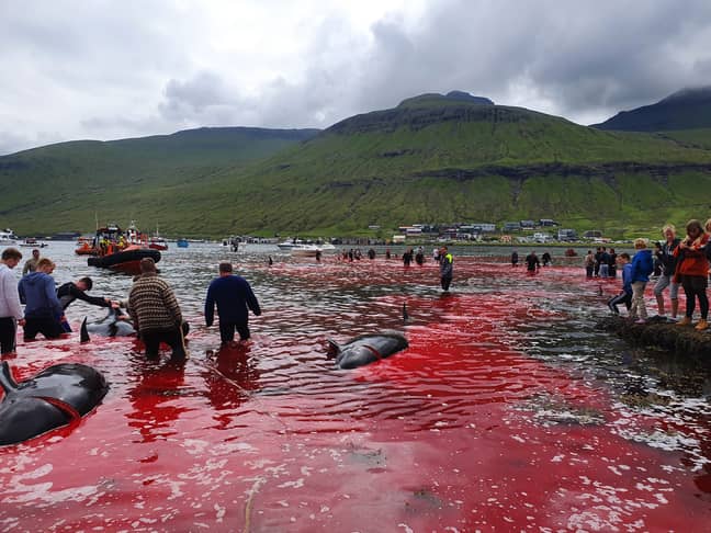 23 whales were killed. Credit: Triangle News
