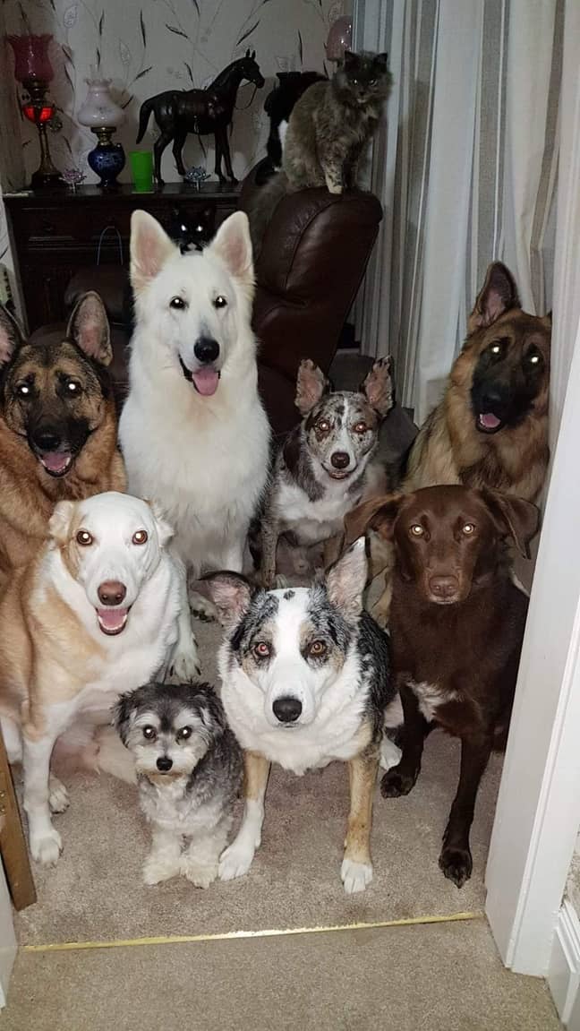 The dogs - and one cat - in training. Credit: Kennedy News