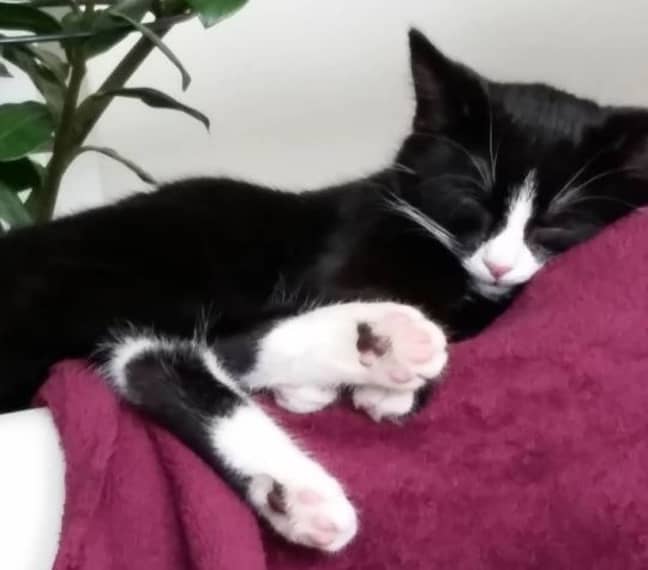 Here's Elli looking like a fairly normal black and white tuxedo cat. Credit: Instagram/elli.vitiligo