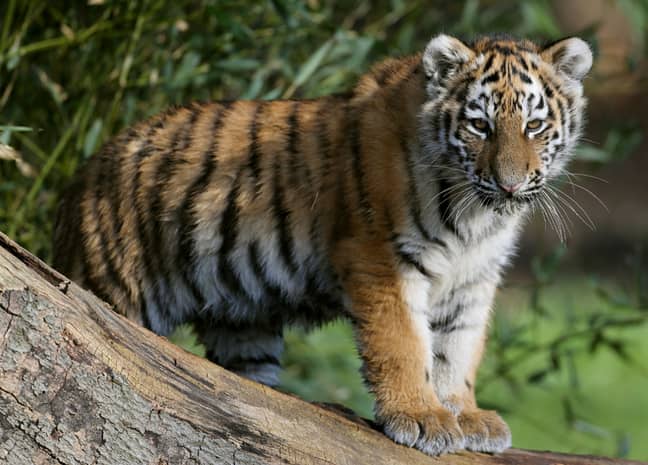 A four-month-old critically endangered Amur tiger cub at Woburn Safari park in Bedfordshire. Credit: PA