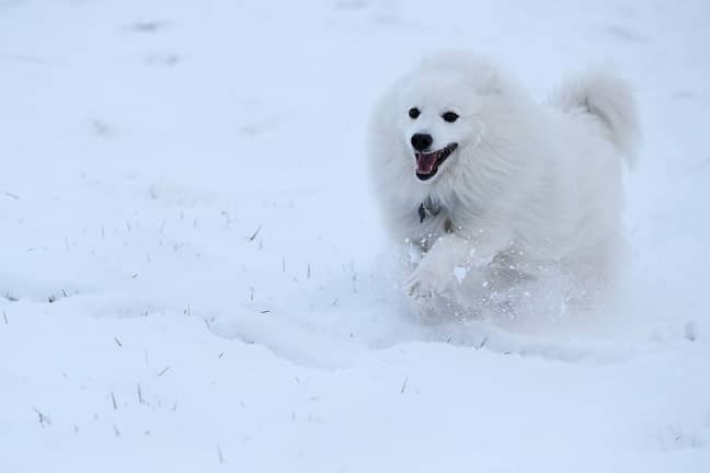 A real Japanese spitz - NB not a fox. Credit: PA