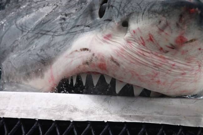 The Great White has a fair few scratches on its fearsome face. Credit: Media Drum World